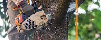 How Our Tree Care Process Works  in  Pine Prairie, LA