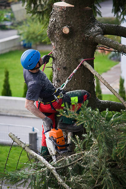 Pine Prairie, LA  Tree Services Company